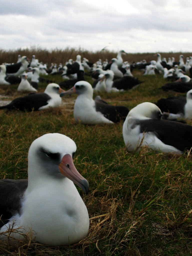 Midway Albatross, Casualties of a Plastic Genocide | MEDIA ROOTS ...